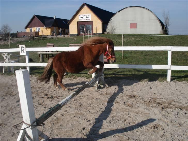 Shetlænder Masja billede 5