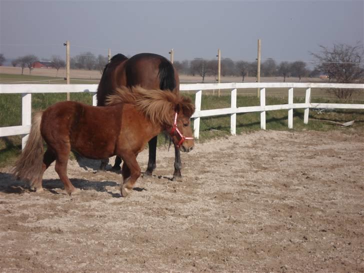Shetlænder Masja billede 6