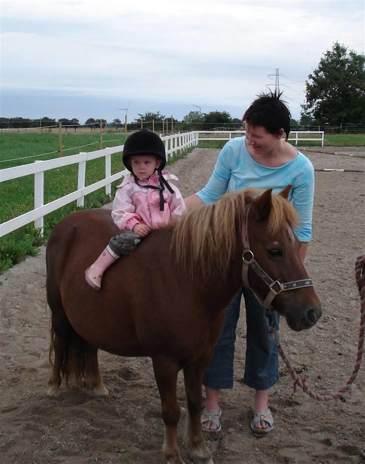 Shetlænder Masja billede 7