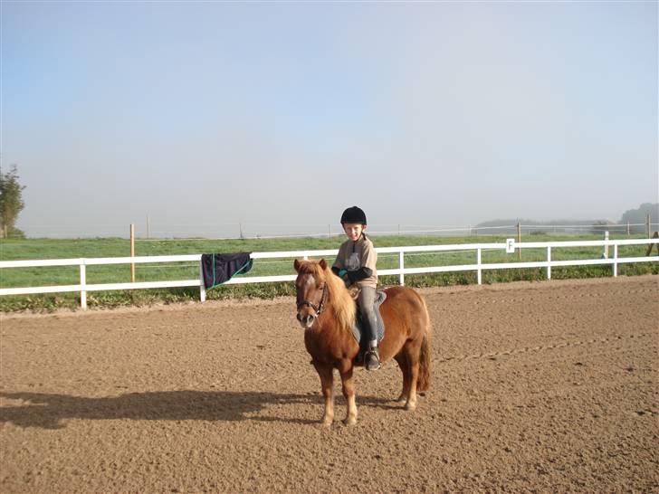 Shetlænder Masja billede 8