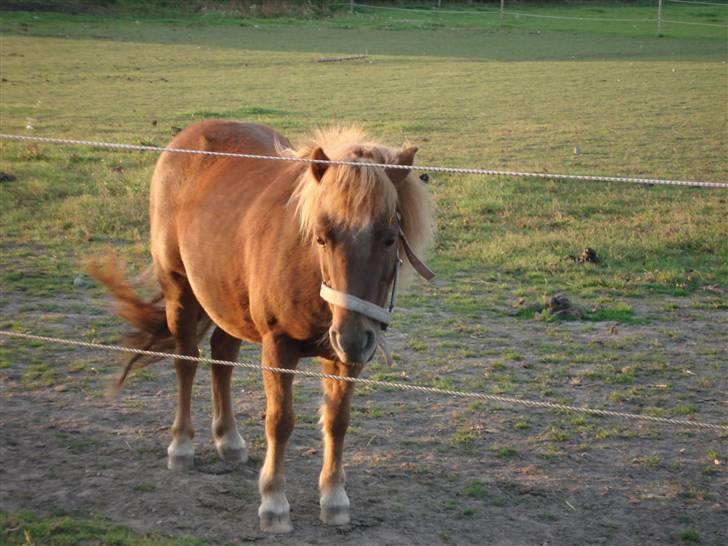 Shetlænder Masja billede 9