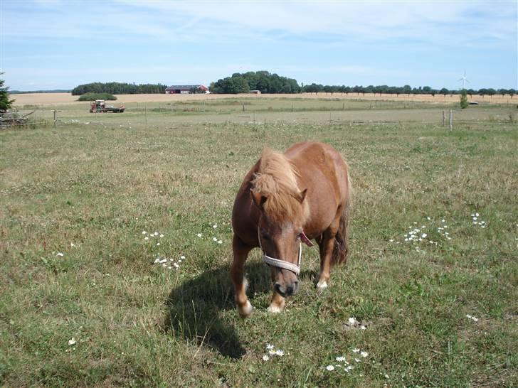 Shetlænder Masja billede 10