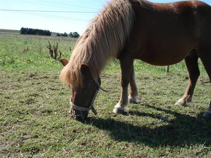 Shetlænder Masja billede 11