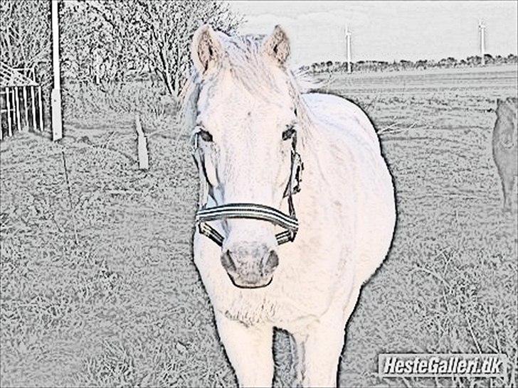 Anden særlig race Cavalir - så sød og smuk han er<3 billede 1