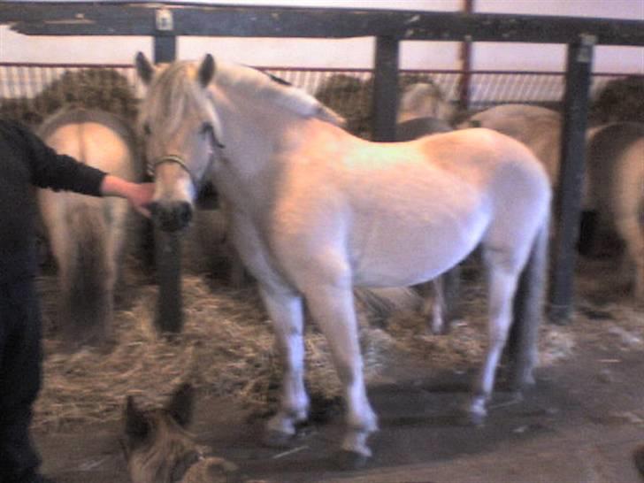 Fjordhest Bastian - Den dag jeg købte Bastian. sept.07 billede 1