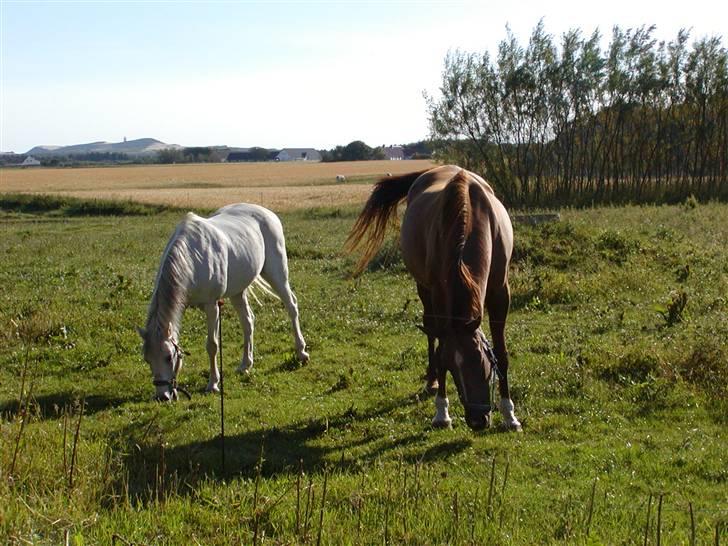 Anden særlig race Cavalir - Her er han hjemme på ferie, med en laber hoppe der hedder Gigi. billede 2