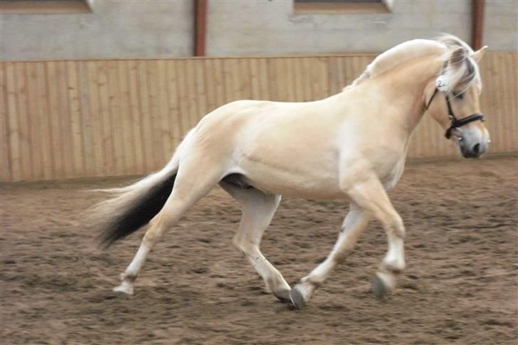 Fjordhest Bastian - Thorsø 26/4-09. Bastian til vallakbedømmelse. Her vises han løs... billede 3