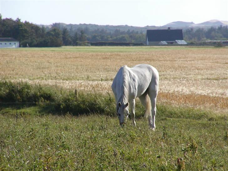 Anden særlig race Cavalir - her er Kalle på sommergræs hjemme i lønstrup billede 3