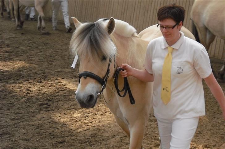 Fjordhest Bastian - Thorsø 26/4-09. Bastian til vallakbedømmelse..  billede 4