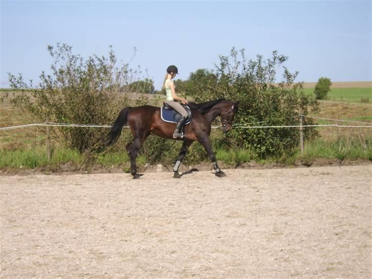 Dansk Varmblod Eliza - Byttet ****Tidl. hest**** - Vinge fra SPS rider Eliza billede 13