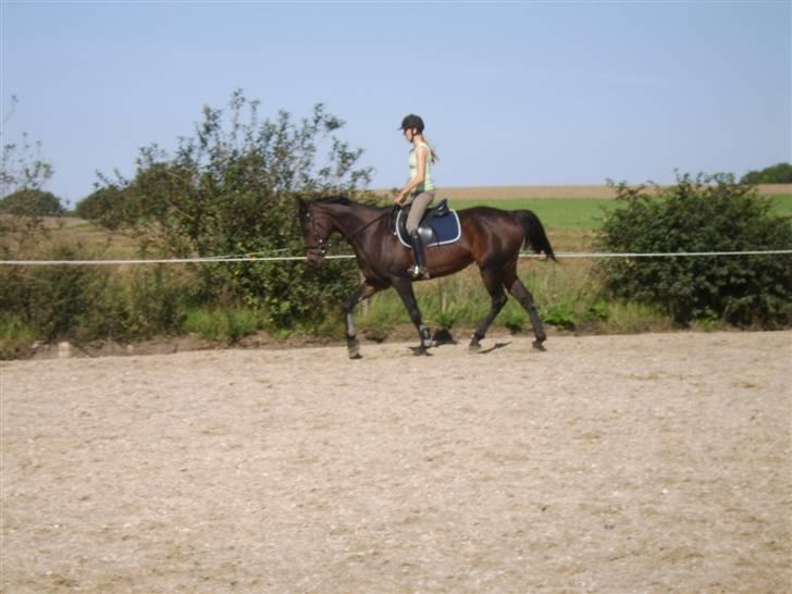 Dansk Varmblod Eliza - Byttet ****Tidl. hest**** - Vinge fra SPS rider Eliza billede 14