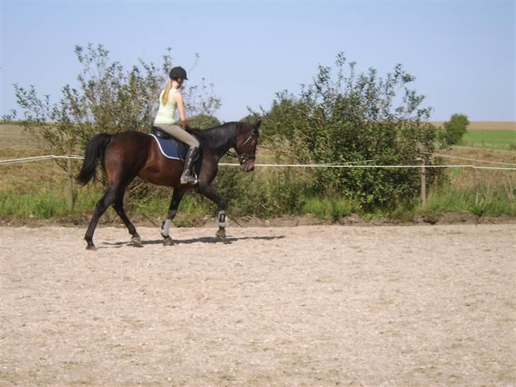 Dansk Varmblod Eliza - Byttet ****Tidl. hest**** - Vinge fra SPS rider Eliza billede 15