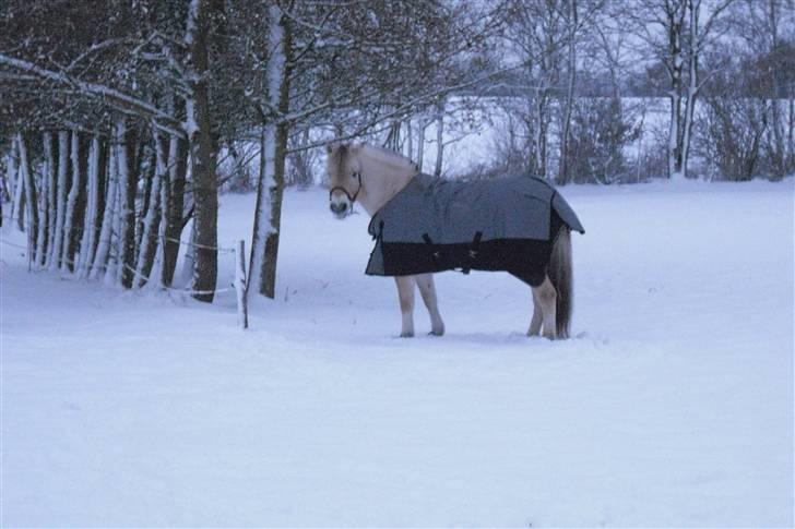 Fjordhest Bastian - Bastian i sne D. 6 Jan. 2010 billede 5