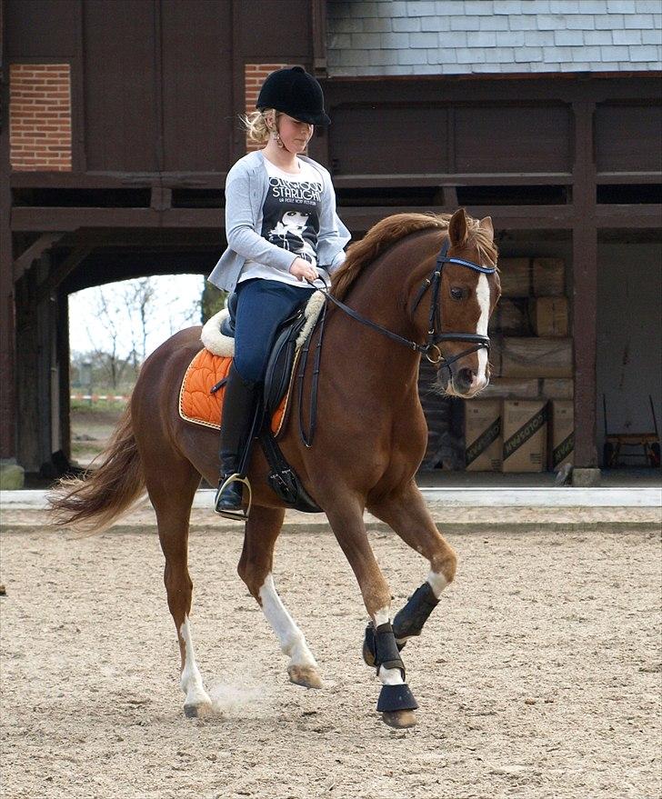 Tysk Sportspony Danubio 3 - R.I.P.  - Jeg elsker dig min lille pony! Vores venskab vil aldrig kunne brydes billede 20