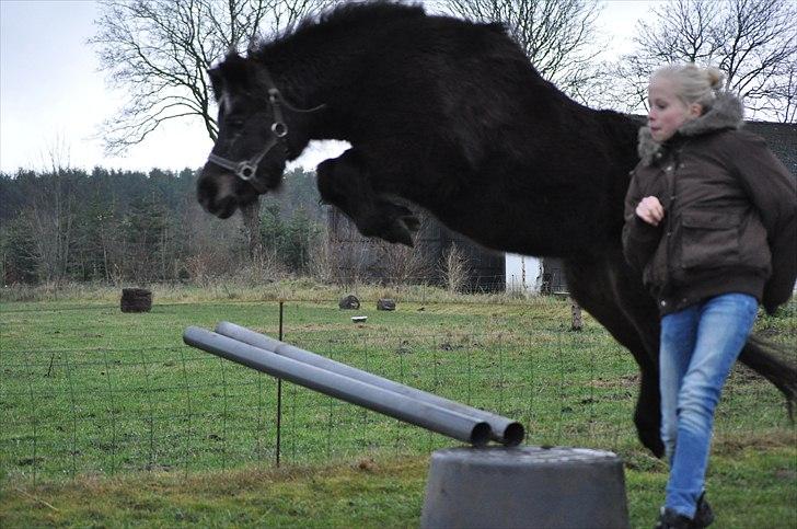 Anden særlig race Molly - Molly :* billede 1