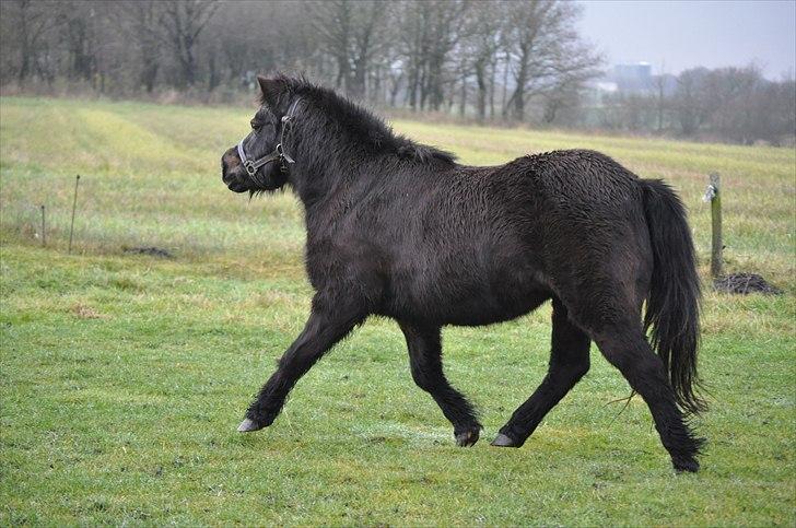 Anden særlig race Molly billede 3