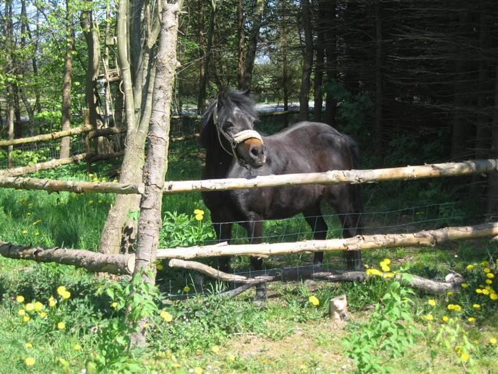 Anden særlig race Molly - Molly der kigger ud over markerne :) billede 4