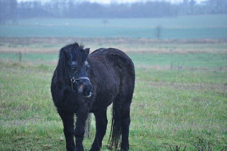 Anden særlig race Molly - Molly :* billede 5