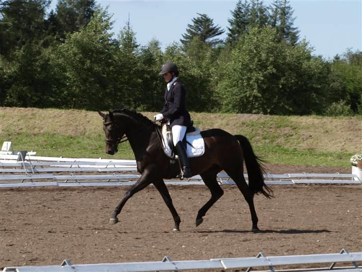 Dansk Varmblod Sundorfs Manon  - Manon til 4-års championatet i Billund. billede 10