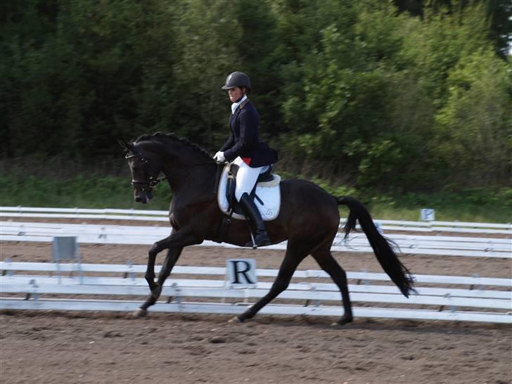 Dansk Varmblod Sundorfs Manon  - DSA 2008 billede 11