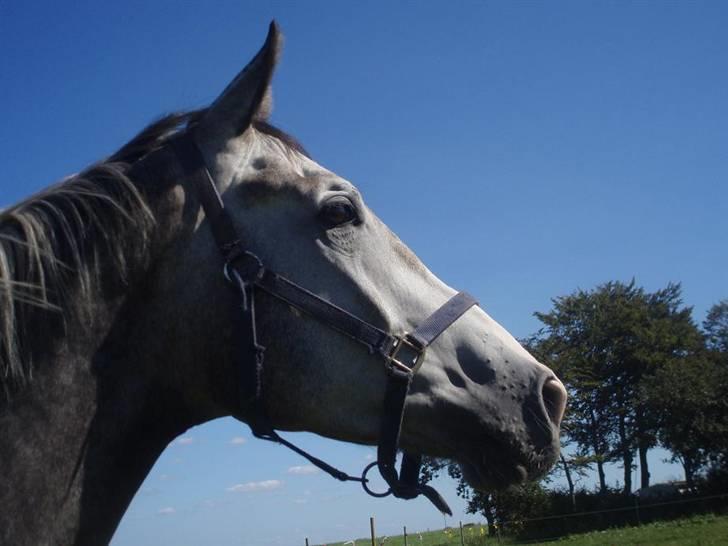 Dansk Varmblod Bling Bling <3 - Sommer 2008 billede 2