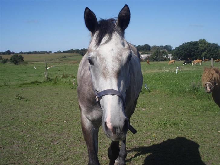 Dansk Varmblod Bling Bling <3 - Sommer 2008 billede 3