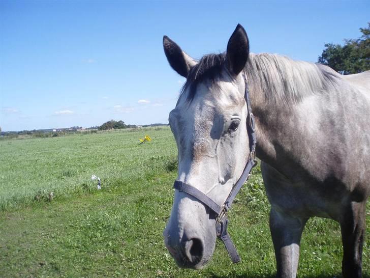 Dansk Varmblod Bling Bling <3 - Sommer 2008 billede 4