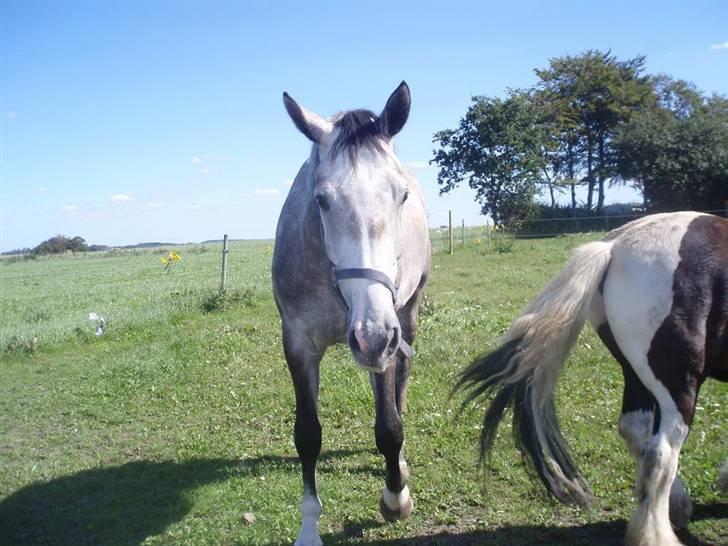 Dansk Varmblod Bling Bling <3 - Sommer 2008 billede 5
