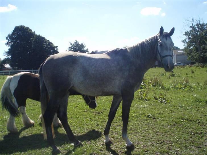 Dansk Varmblod Bling Bling <3 - Sommer 2008, meget pænere den dag idag (: billede 6