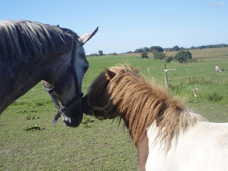 Dansk Varmblod Bling Bling <3 - Sommer 2008, lige ankommet, her sammen med Oskar billede 7