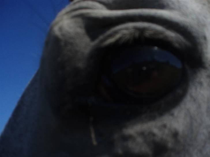 Dansk Varmblod Bling Bling <3 - Sommer 2008 billede 8