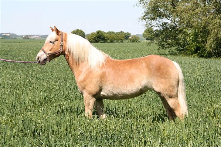 Tyroler Haflinger | Celesta - Solgt. - Celesta min stjerne. billede 1