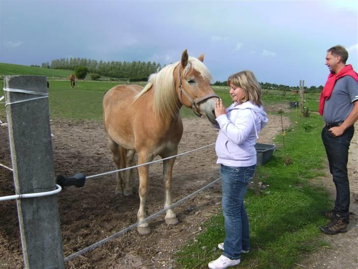 Tyroler Haflinger | Celesta - Solgt. - Den anden gang jeg var ude ved hende.  billede 2