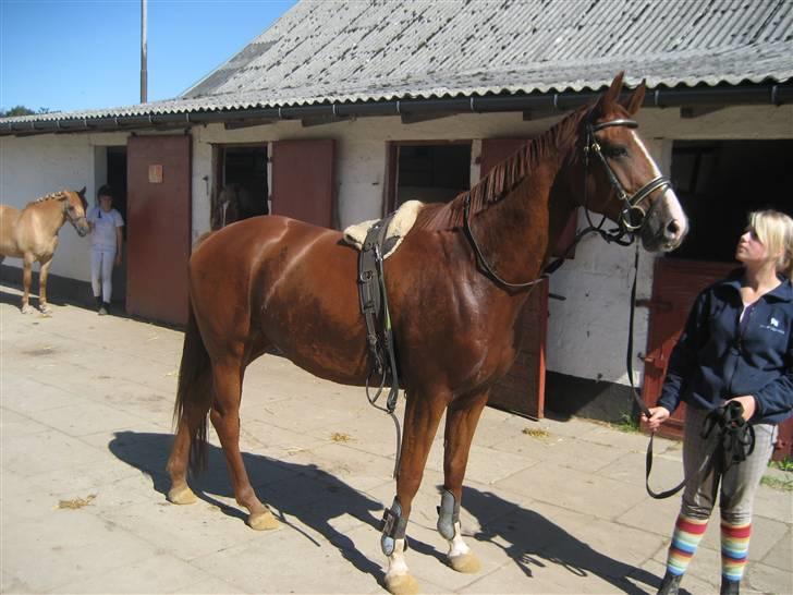 Hannoveraner WeltMeister Walder SOLGT! - <3 :P 3o. August :) billede 12