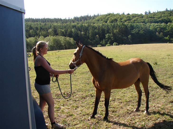 Anden særlig race Løvlunds Prins Valiant - så er vi landet i Silkeborg :)  billede 1