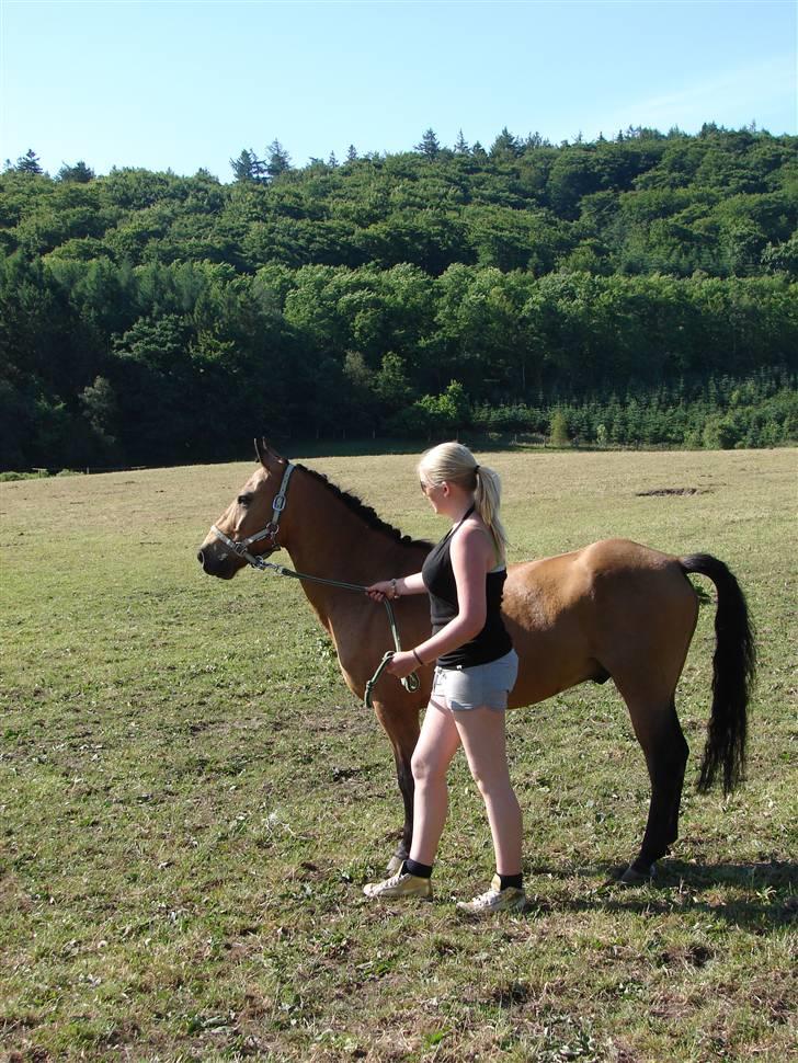 Anden særlig race Løvlunds Prins Valiant - her er min søster og den dejelige pony :)  billede 2