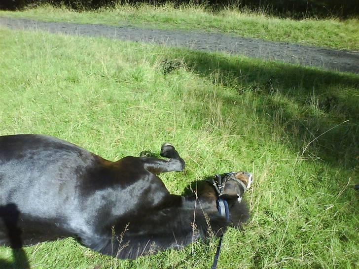 Anden særlig race Spitco - elsker den pony billede 14