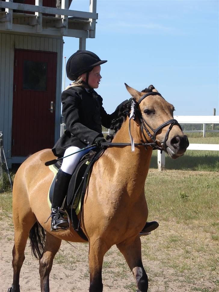 Anden særlig race Løvlunds Prins Valiant - er lige ved at fortælle om banen  billede 3