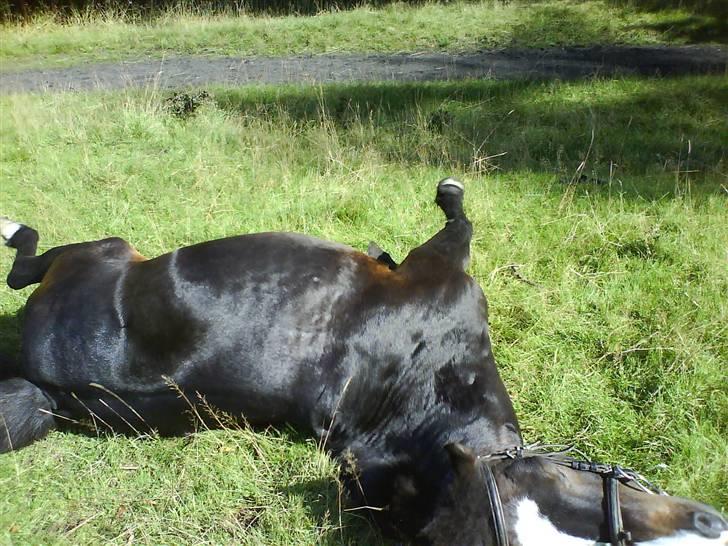 Anden særlig race Spitco - Hvor er det bare dejligt billede 15