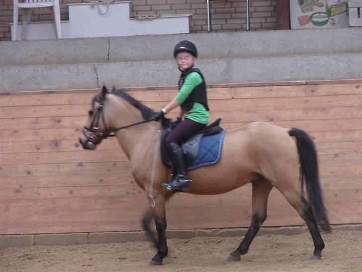 Anden særlig race Løvlunds Prins Valiant - lige et sjovt billede billede 5