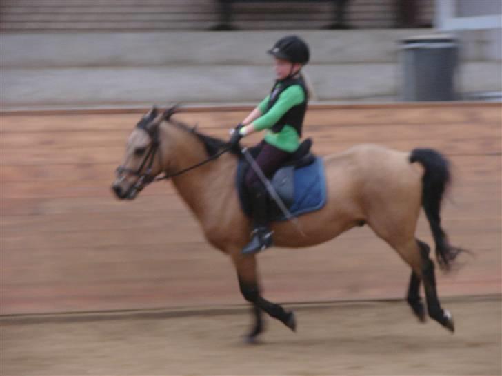 Anden særlig race Løvlunds Prins Valiant - lige i fuld galop :)  billede 6