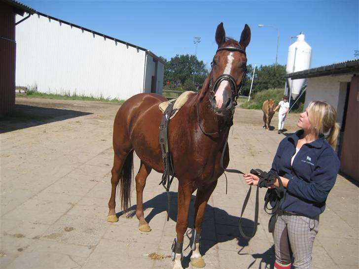 Hannoveraner WeltMeister Walder SOLGT! billede 14