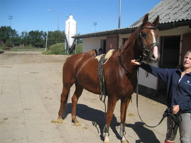 Hannoveraner WeltMeister Walder SOLGT! billede 19
