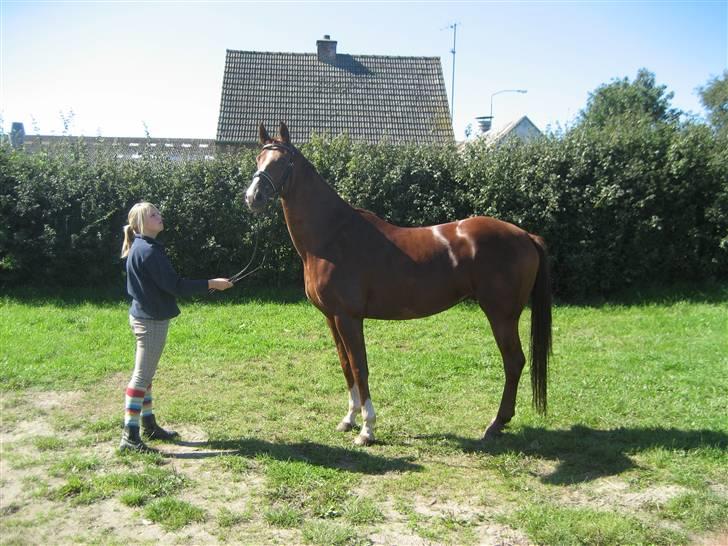 Hannoveraner WeltMeister Walder SOLGT! billede 20
