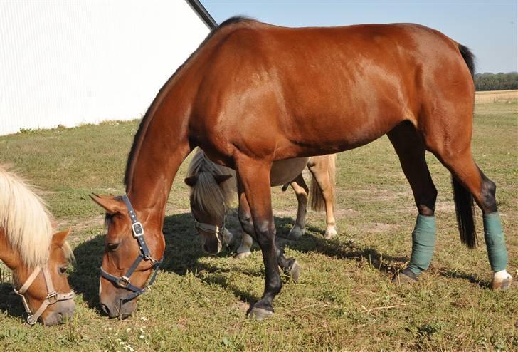 Standardbred Ifront Skalflex *RIP* - Sidste dag billede 17