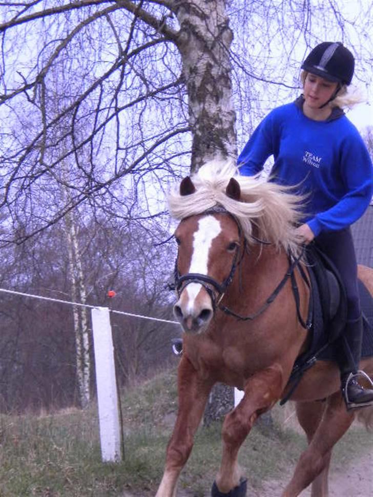 Haflinger Dreams Archi - fordi du elsker når jeg giver slip og lader dig løbe <3 (:  billede 4