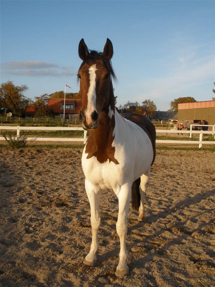 Pinto Søgårdens Irish Spring - Plethesten leger model ;) billede 4