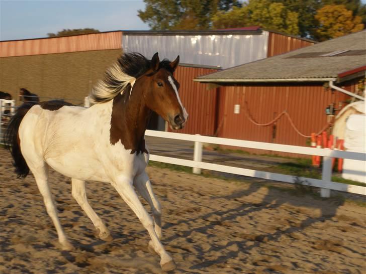 Pinto Søgårdens Irish Spring - Løs på banen i galop :) sikke et glimt i øjet. billede 7