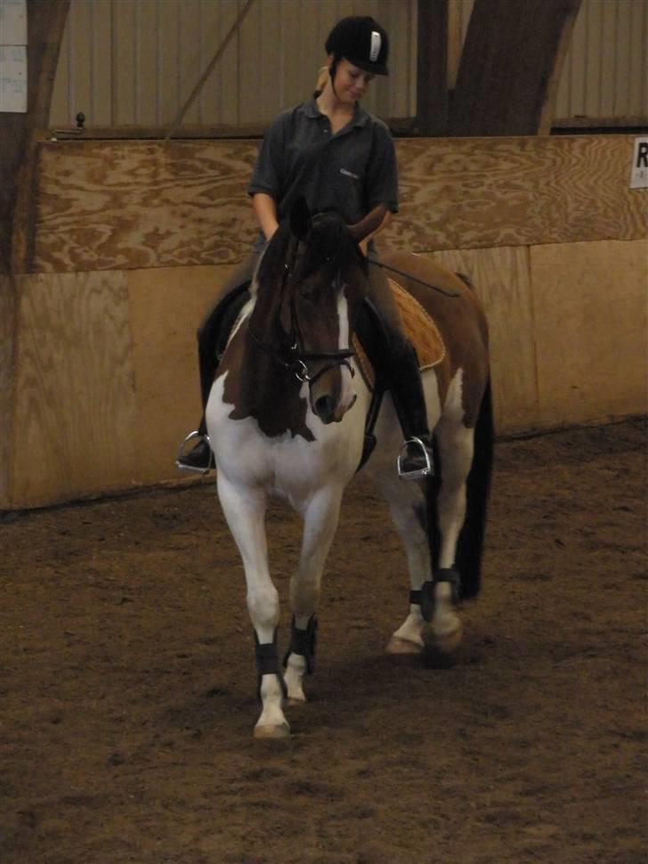 Pinto Søgårdens Irish Spring - Og vi drejer... billede 10