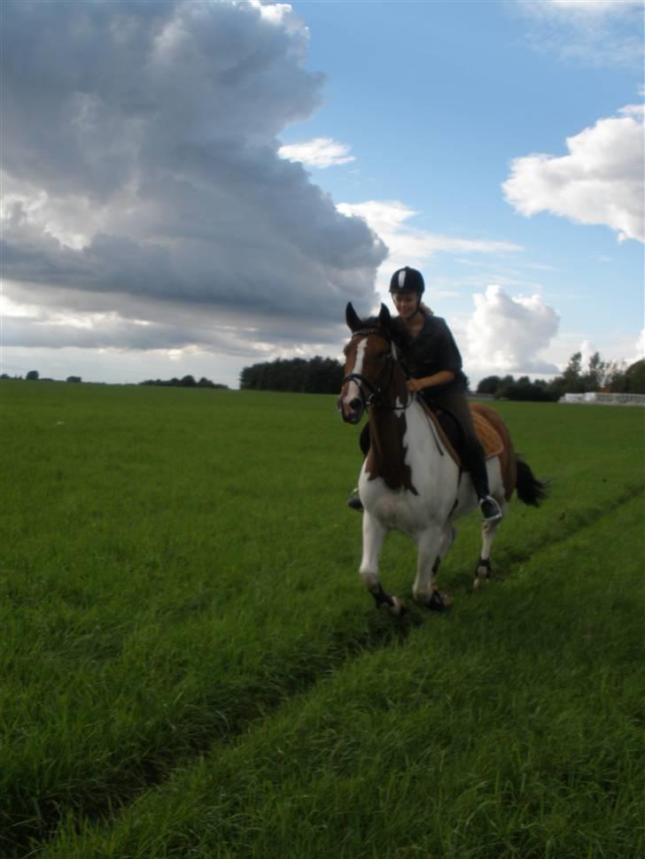 Pinto Søgårdens Irish Spring - Fuld fart frem ;) billede 11